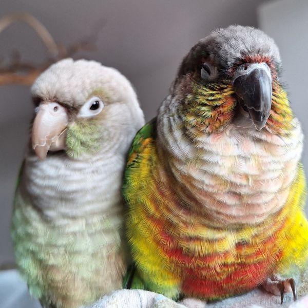 Jack en Layla (Pyrrhura's)