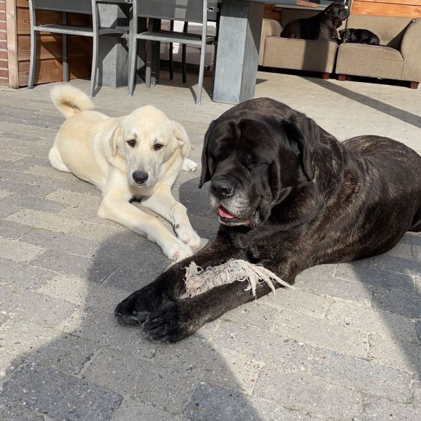 Links Ivy (Turkse Herder) &amp; rechts Indy (Old English Mastiff).