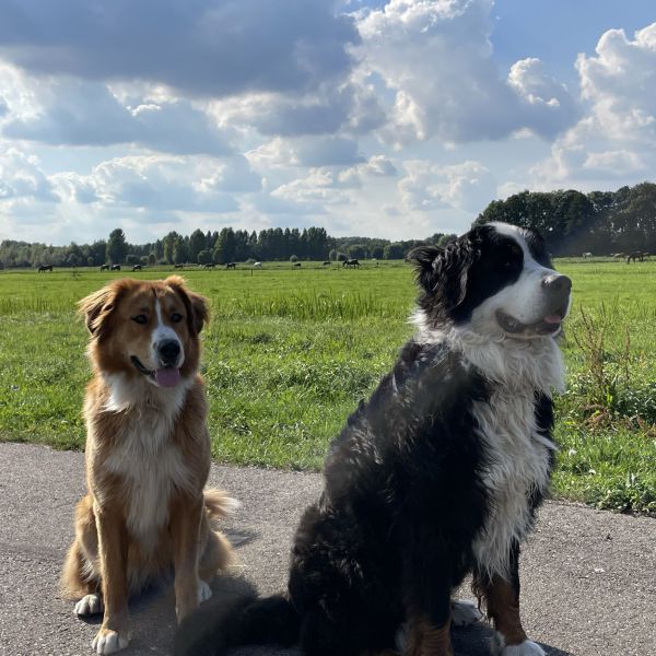 Loet (Berner Sennen) &amp; Vos (kruising Berner/St. B)