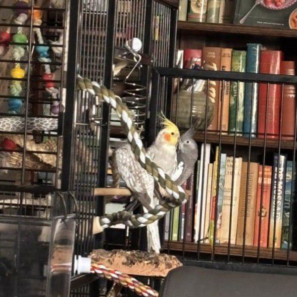 Taco, Chico en kuifje