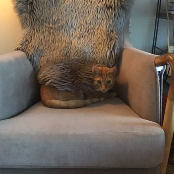 Lulu