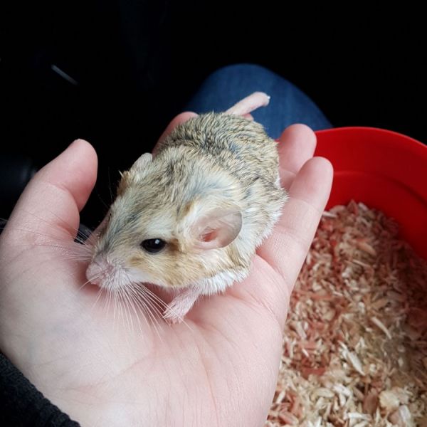 Peanut
