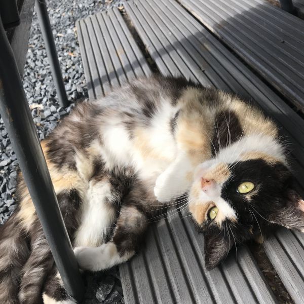 Lotje