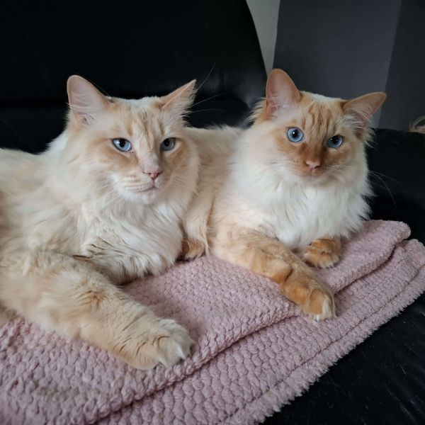 Lex&amp;Flynn