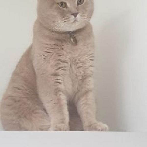 Elvis