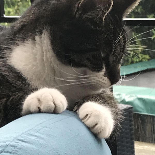 Stitch-Ozzie