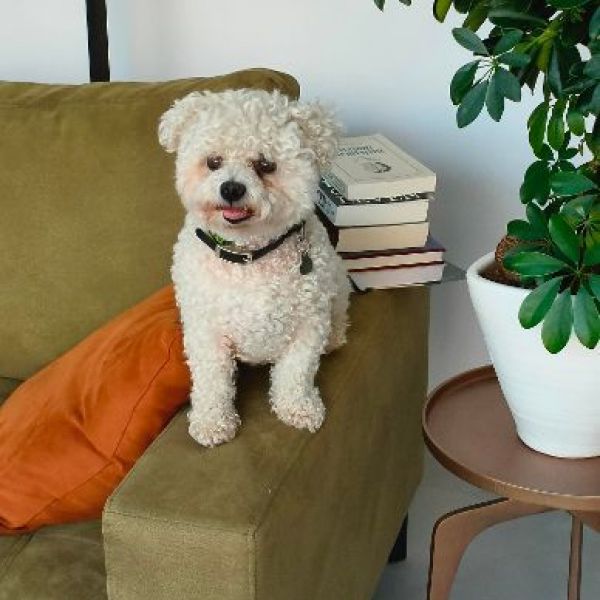 Tobi