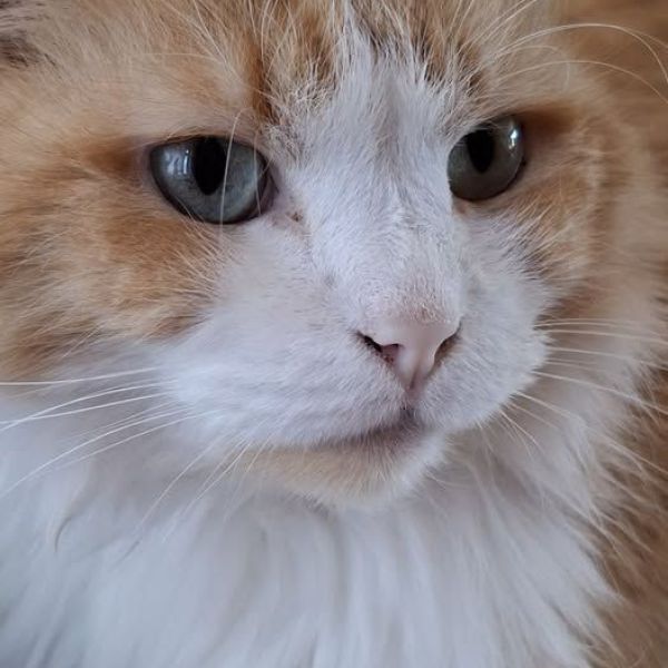 Fritz