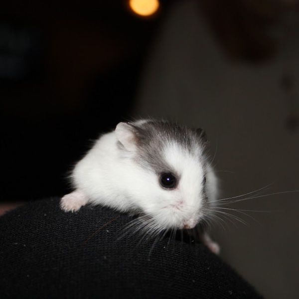 ollie