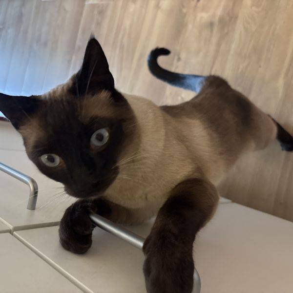 Beau