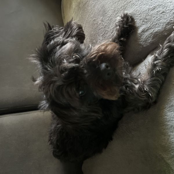 Bella
