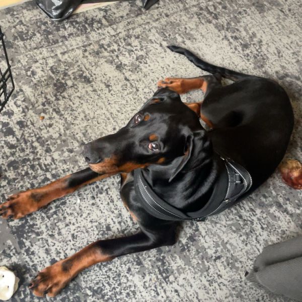 Zorro