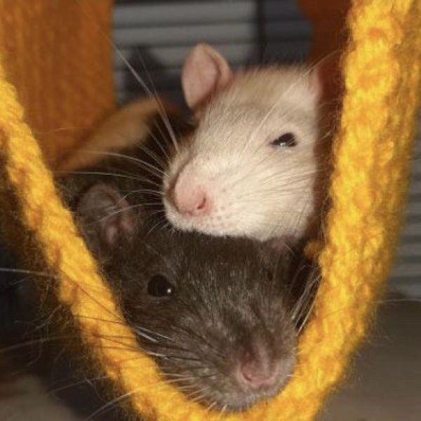 Banba &amp; Gaia