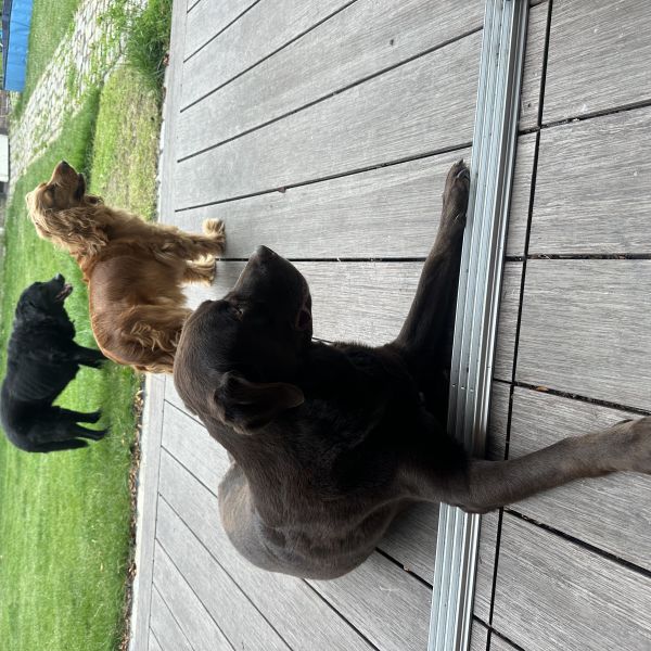 Boss dolly en guus