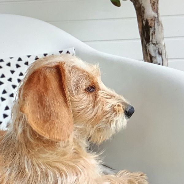 Pip