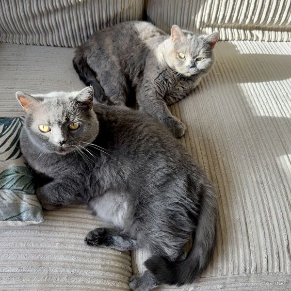 Grey &amp; Smokey