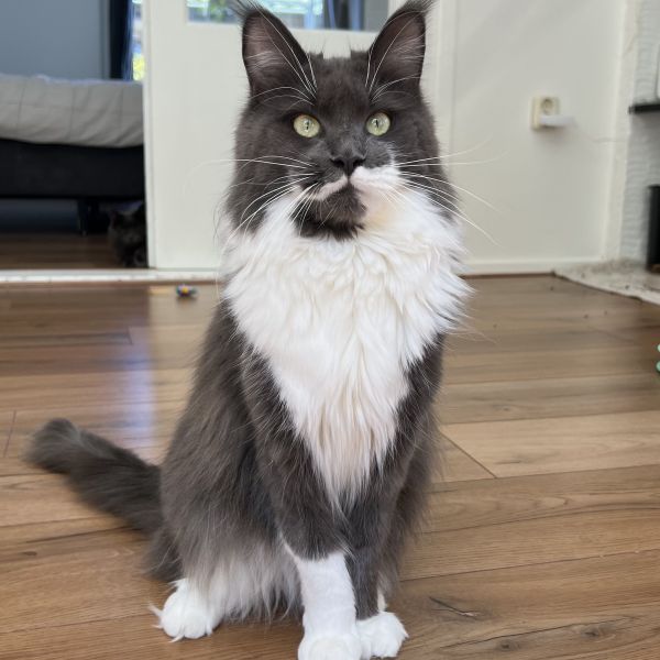 Poes