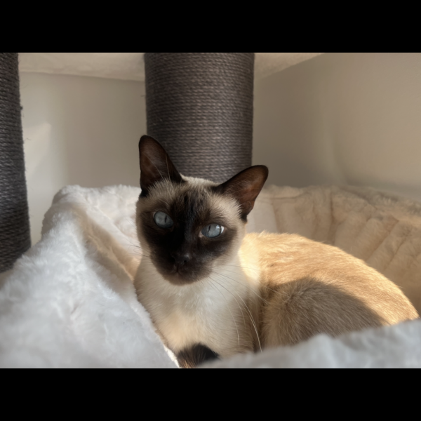 Simba