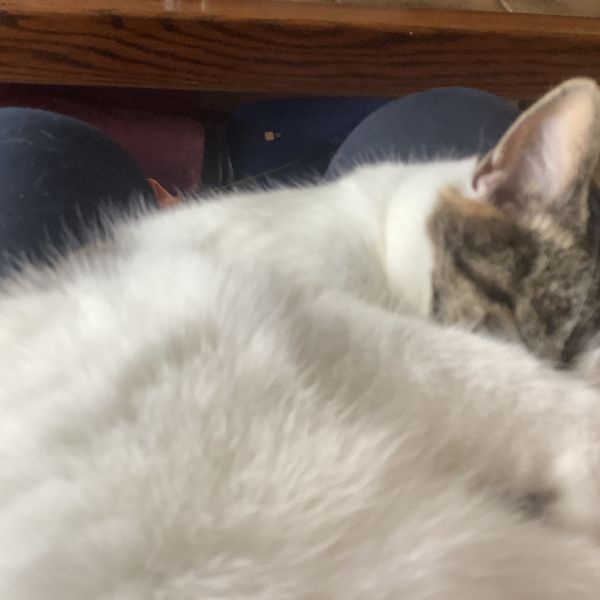 Kitty