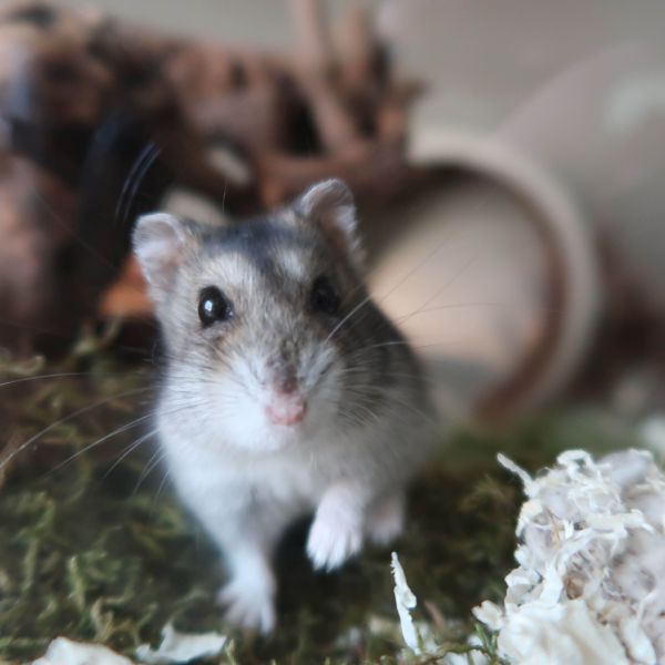 Nibbit