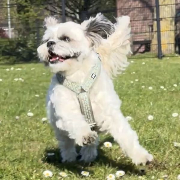 Roxy