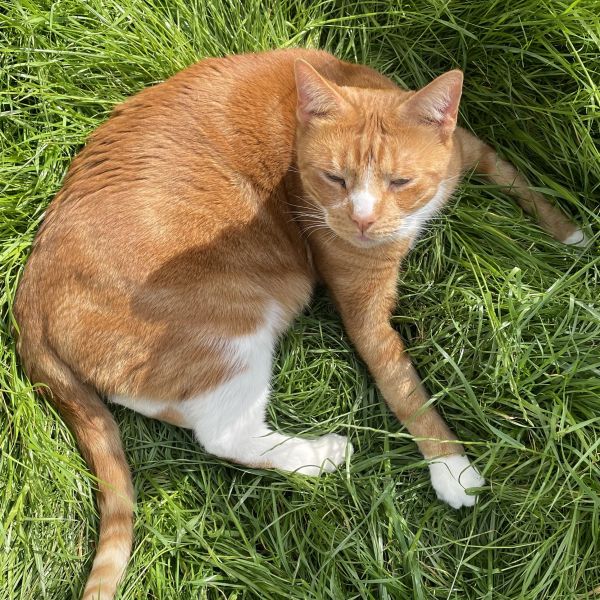 Cheddar