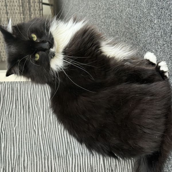 Nala