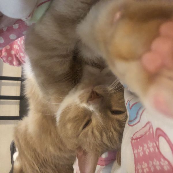 Simba