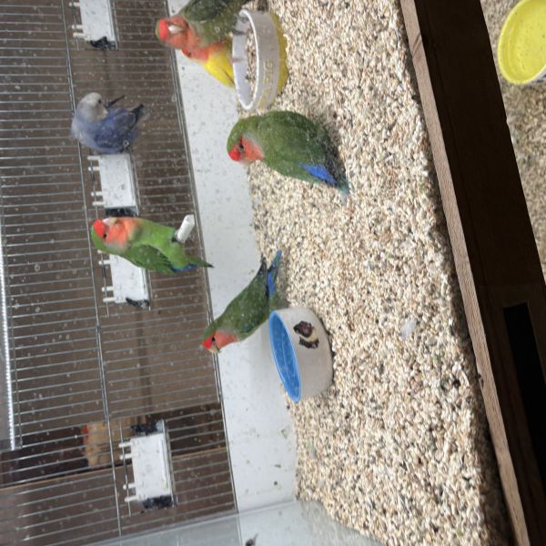 Verschillende vogeltjes