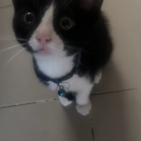 Nemo