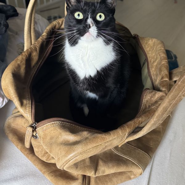 Kedi