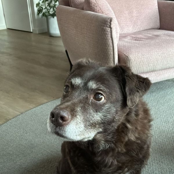 Lola