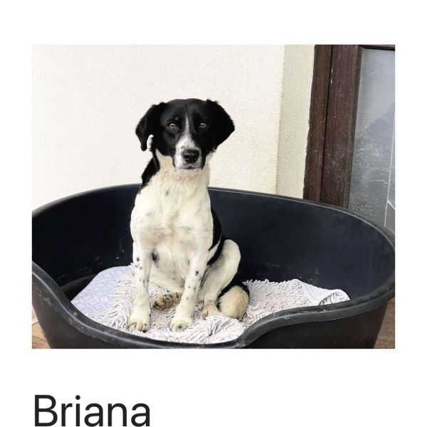 Bibi