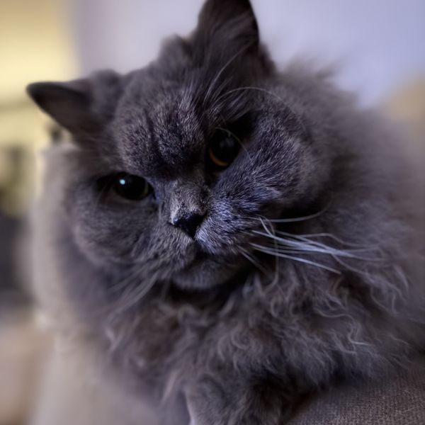 Jack