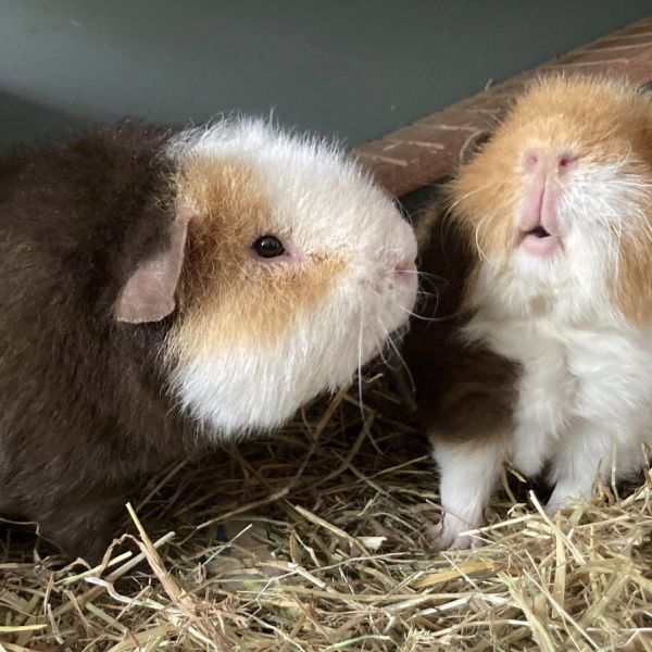 Bob en Teddy