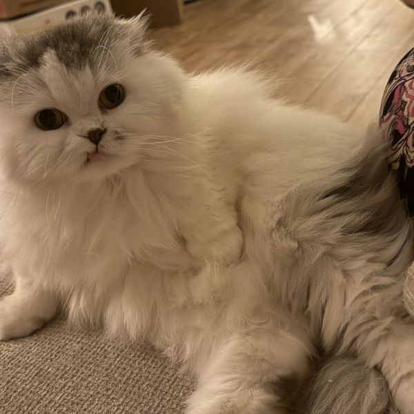 Bowie
