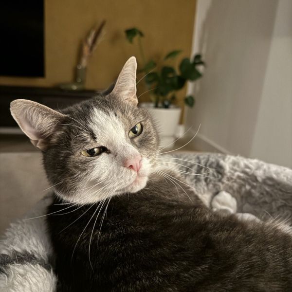 Leo