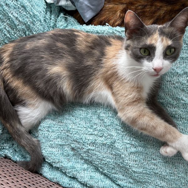 Evi