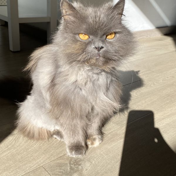 Nima