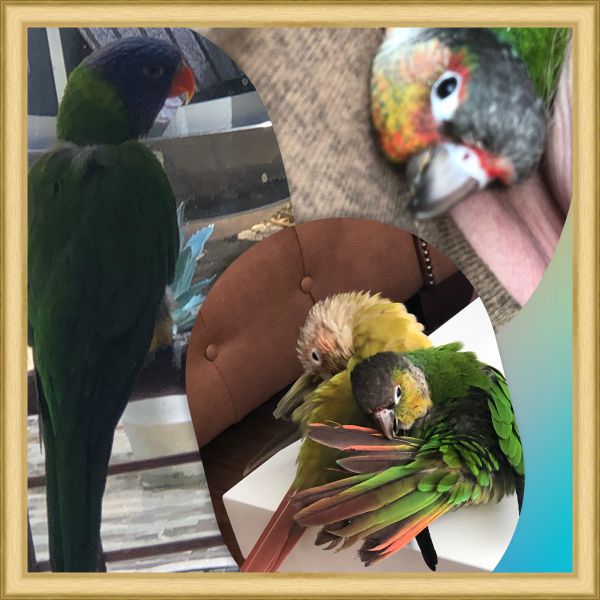 Kiki pipa Ricky en Rocco