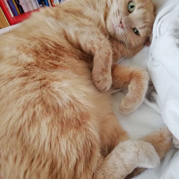 Hans