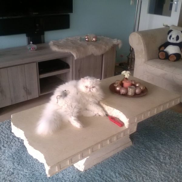 Lorenzo