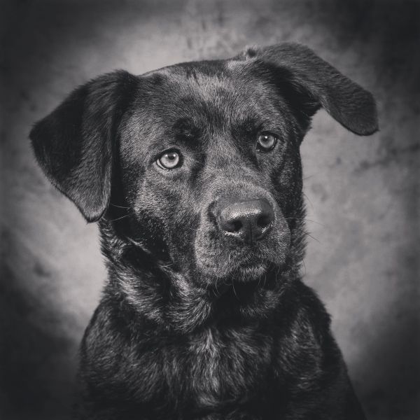 Baila (RIP)