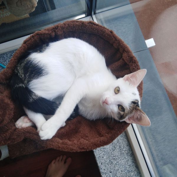 Loki