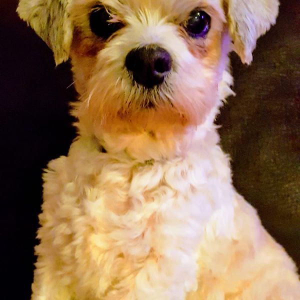 Snuffi