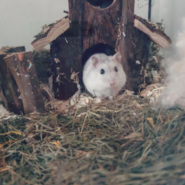 Gimli