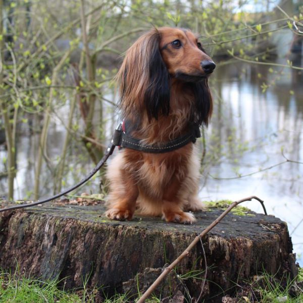 Siebe