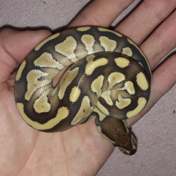 Butter