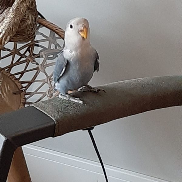 Doris