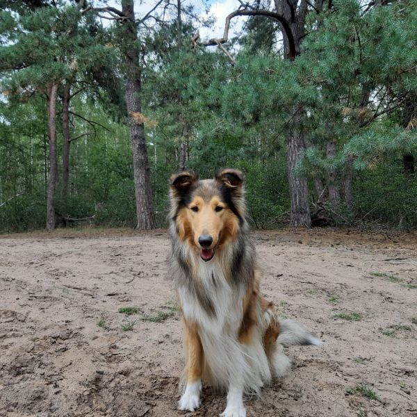 Wollie